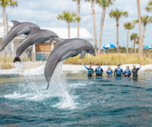 Dolphin performing tricks at the new Dolphin Oasia at The Gulfarium