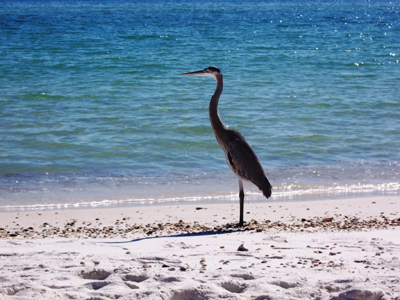 Perdido Key is an ideal destination for birdwatchers and other nature lovers.