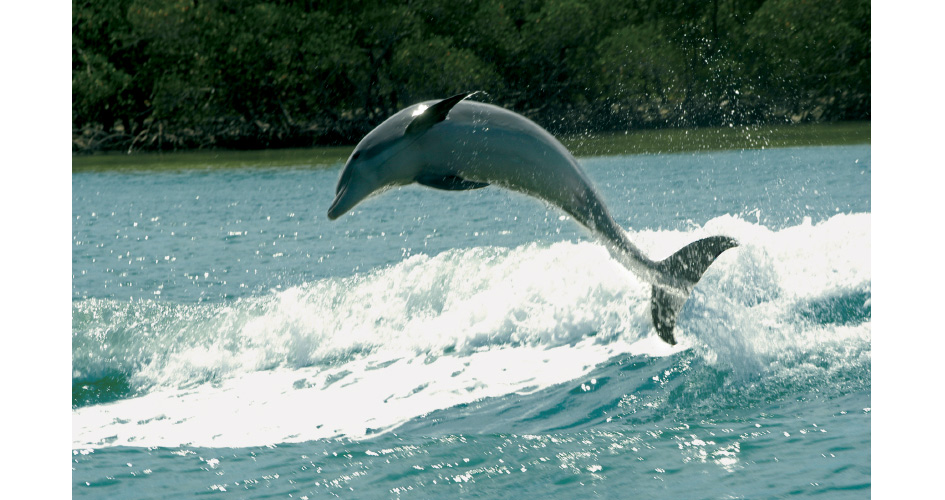 Naples dolphin leaping