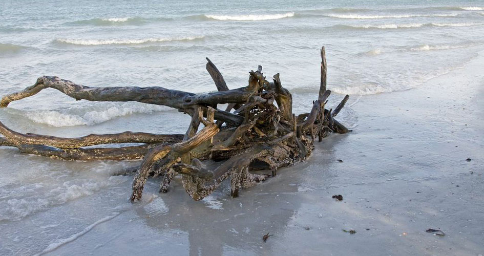 Sanibel-Captiva driftwood on beach