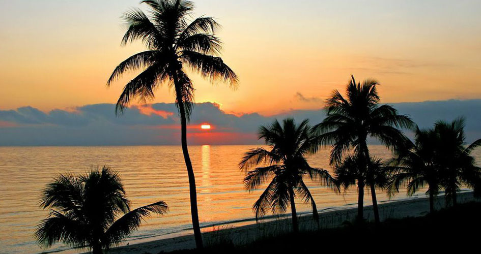 Sanibel-Captiva palm trees at dusk