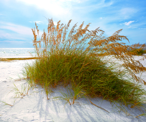 Sea oats and sand dunes on the Gulf Coast in Northwest Florida
