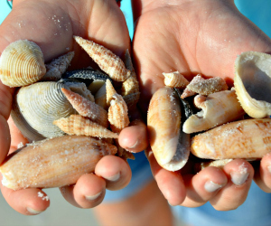 Seashells found in Destin Florida