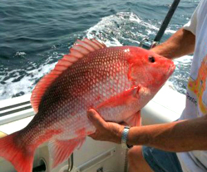 snapper caught fishing in Key West