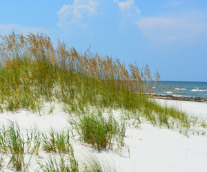 Cape San Blas sand dunes on Florida's Forgotten Coast