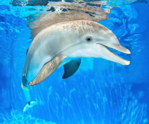 dolphin from the Clearwater Marine Aquarium